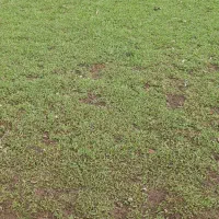 ۲۲۵متری سند تک برگ شهری