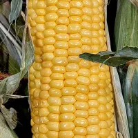 بلال تازه و خوشمزه + هایپر میوه گلچین