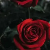 گل داخل عکس