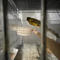 قناری رسمی|پرنده|سیرجان, |دیوار