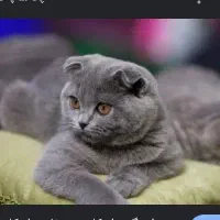 اسکاتیش نر  ۱۰ ماهه