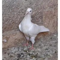 کبوتر