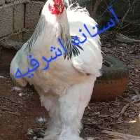 تخم برهما لایت رومانی