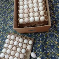 تخم بوقلمون غاز مرغ لاری برهما