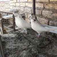کبوتر