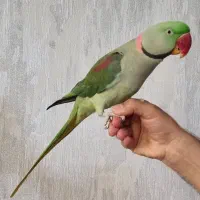 شاه طوطی سخنگو