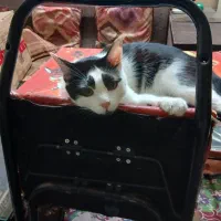 گربه واگذاری رایگان