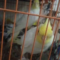 عروس هلندی