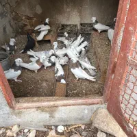 طوقی خورموج