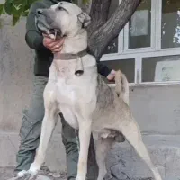 سگ سرابی اصیل