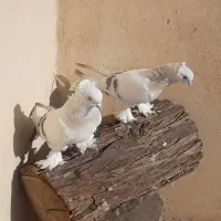 چندجفت کبوترترکیه ای وارداتی|پرنده|قم, باغ کرباسی|دیوار