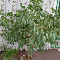 گل زیبا