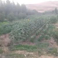 زمین آبی اجاره