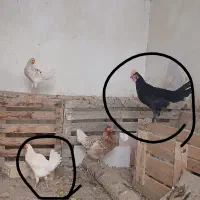 خروس|حیوانات مزرعه|اصفهان, خلجا|دیوار