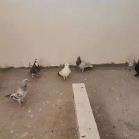 6عدد همه باهمن|پرنده|کرمان, |دیوار