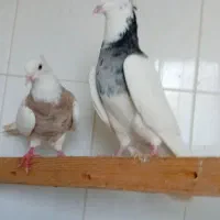 طوقی نر ماده  شهریار استم|پرنده|شهریار, اسکمان|دیوار