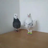 کبوتر رنگی  فروش یا معاوضه