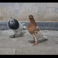 رنگی .پلاکی .دلبر کبوتر فسا