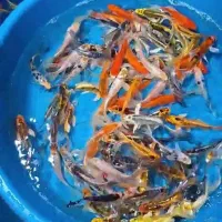 ماهی کوی گولدفیش قرمز عید کپور آمور فیتوفاگ|ماهی|مشهد, میان ولایت|دیوار