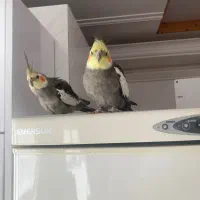 دو عدد عروس هلندی نر و ماده به همراه دو قفس