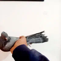 کبوتر سبز کاکلی به شرط|پرنده|شهرکرد, |دیوار