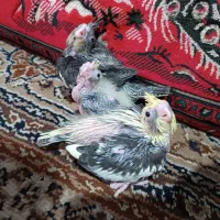 عروس هلندی