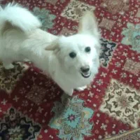 واگذاری توافقی سگ نژاد اشپیز