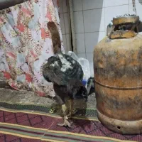 مرغ محلی میرجاوه|حیوانات مزرعه|میرجاوه, |دیوار