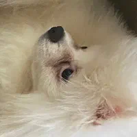 خرسی پامرانین|سگ|تهران, شهمیرزادی|دیوار