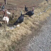 فروش بوقلمون محلی و قاز وقوقاز آدرس مرگور زیوه|حیوانات مزرعه|ارومیه, |دیوار