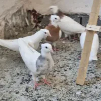 ۱۵ جفت کبوتر سالمو عالی