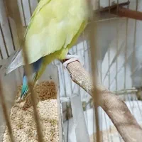 جفت کوتوله برزیلی