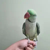 شاه طوطی|پرنده|پاکدشت, پاکدشت (مامازند)|دیوار