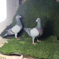 کبوتر یا کفترمعاوزه با یونجه وکاه|پرنده|مشکین‌دشت, |دیوار