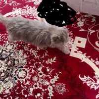 یک جفت گربه پرشین اصل