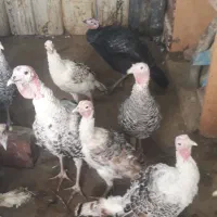 ۵۰عدد بقلمون جوانه محلی|حیوانات مزرعه|زهک, |دیوار