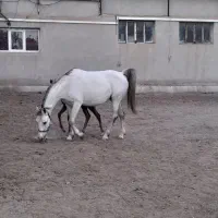 اسب درهشوری