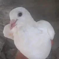 سلام|پرنده|میناب, |دیوار