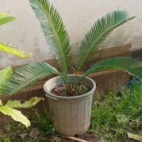 گل سیکاس|گل و گیاه طبیعی|آستانه اشرفیه, |دیوار