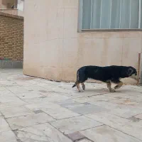 واگذاری سگ پاکوتاه بانمک و دوست داشتنی