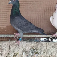 کبوتر|پرنده|شوشتر, |دیوار