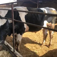 خرید فروش گاو گوشتی گاو افتاده به قیمت مناسب خریدا