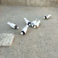 طوقی|پرنده|سبزوار, قصبه غربی|دیوار
