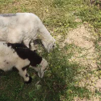 میش بره دار