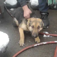 چهار عدد سگ ژرمن نژاد دار|سگ|تهران, تهرانپارس جنوبی|دیوار