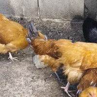 جوجه، نیمچه،مرغ،تخم زینتی اورپینگتون،ورورک|حیوانات مزرعه|رباط‌کریم, رباط‌کریم|دیوار