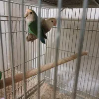 طوطی برزیلی