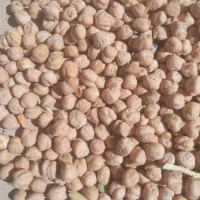 فروش یک تن نخودو ۳۰۰ کیلو نخود|عمدهفروشی|قیدار, |دیوار