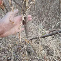 نهال|گل و گیاه طبیعی|میاندوآب, |دیوار