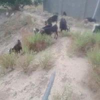 ۳۰راس بز خوب شیروار